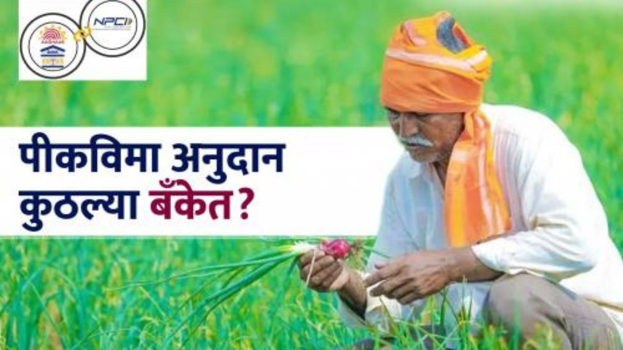 Pik Vima Bank : पीक विम्याचे पैसे कुठल्या बँकेत आले, हे कसे समजेल? इथं वाचा सविस्तर